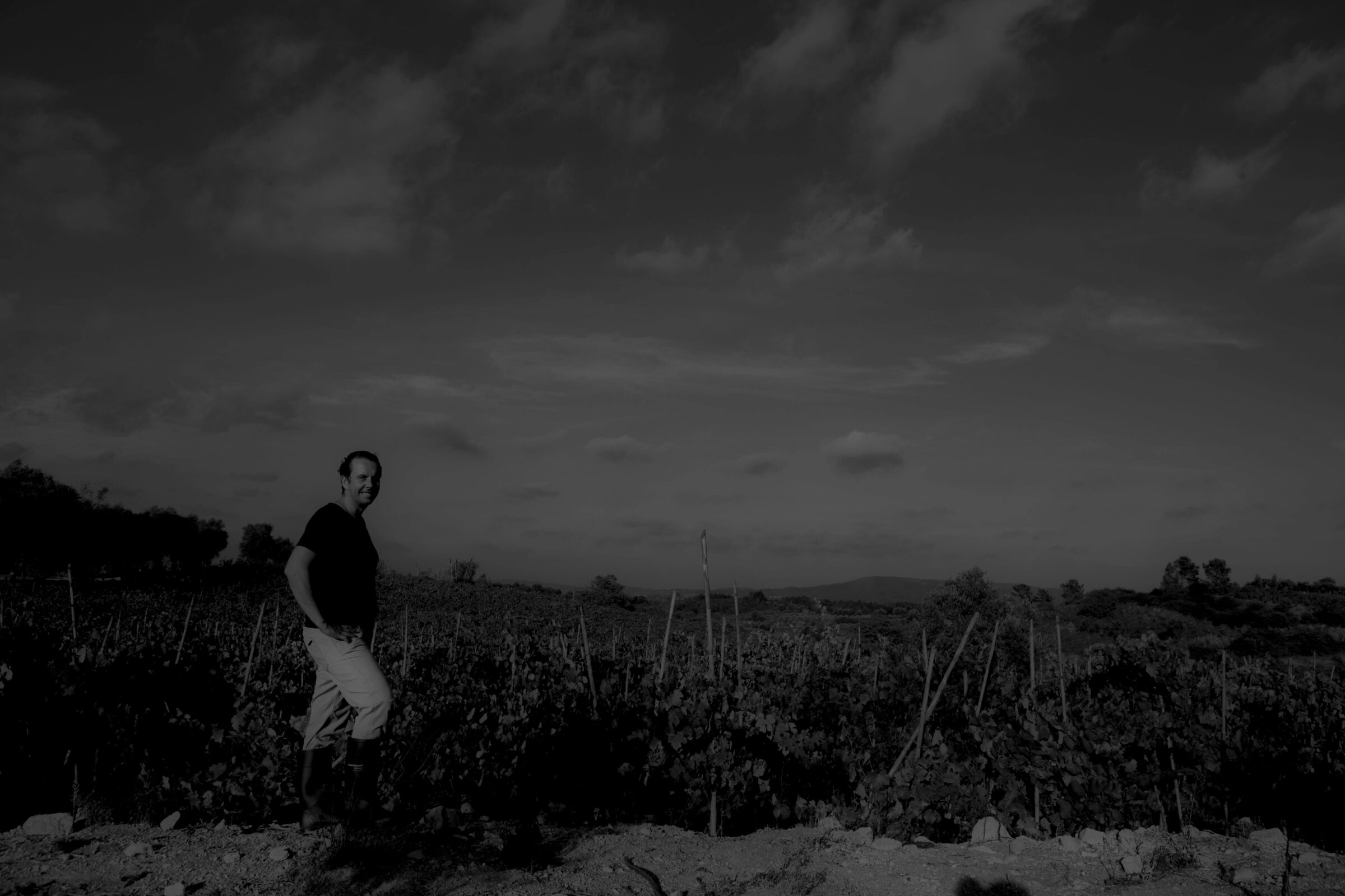 VirguWines