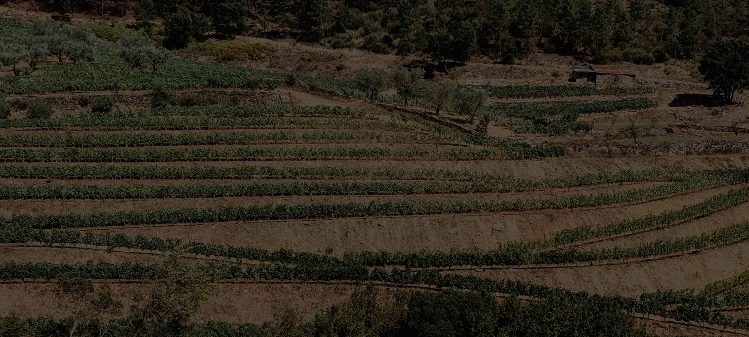 VirguWines
