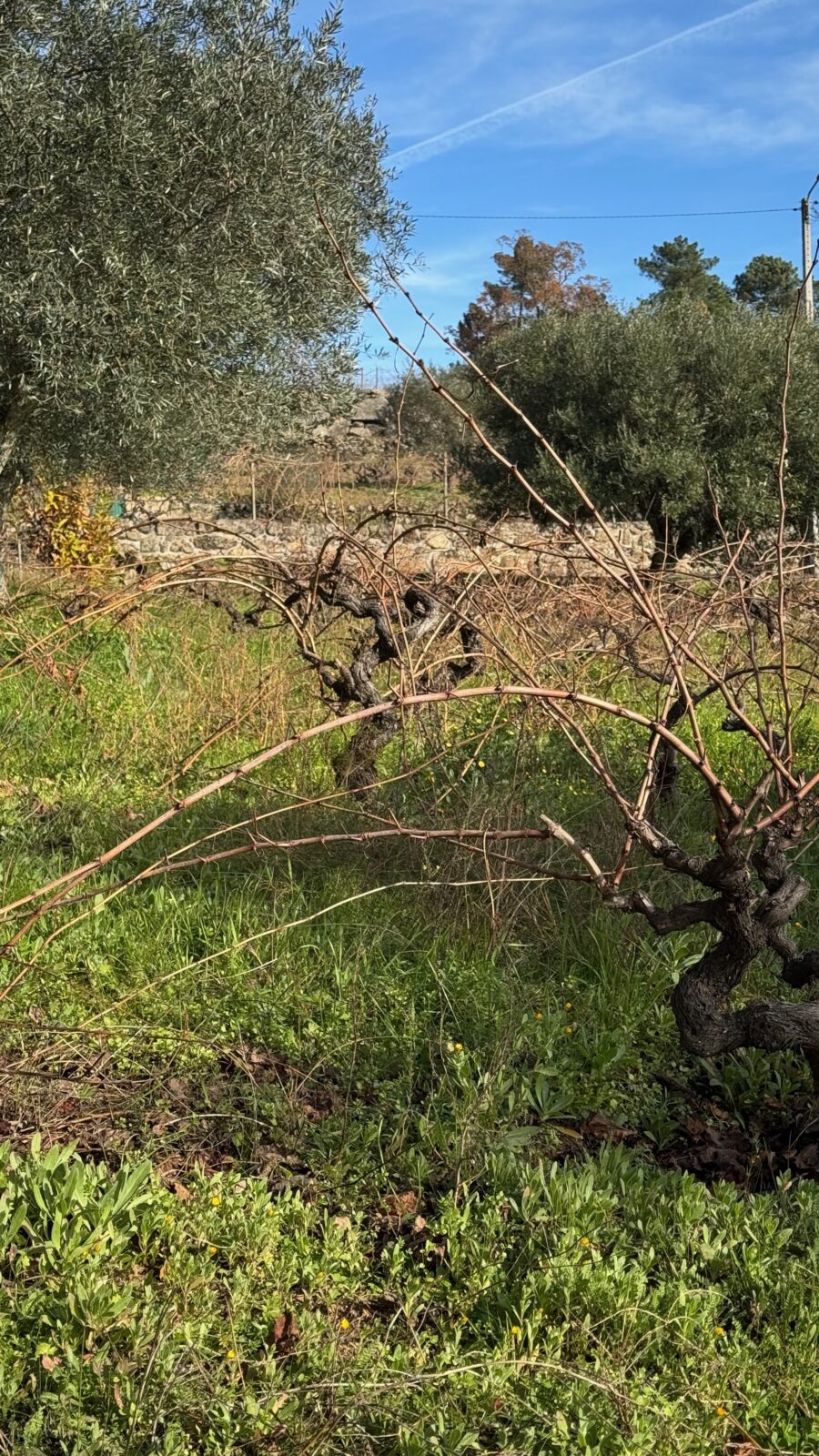 VirguWines