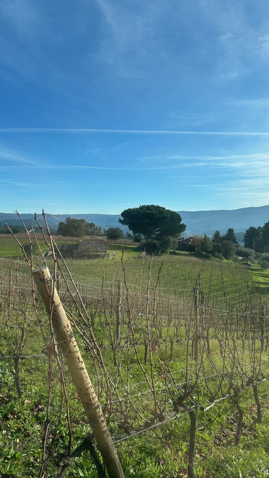 VirguWines