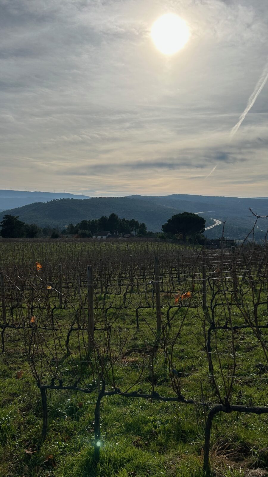 VirguWines