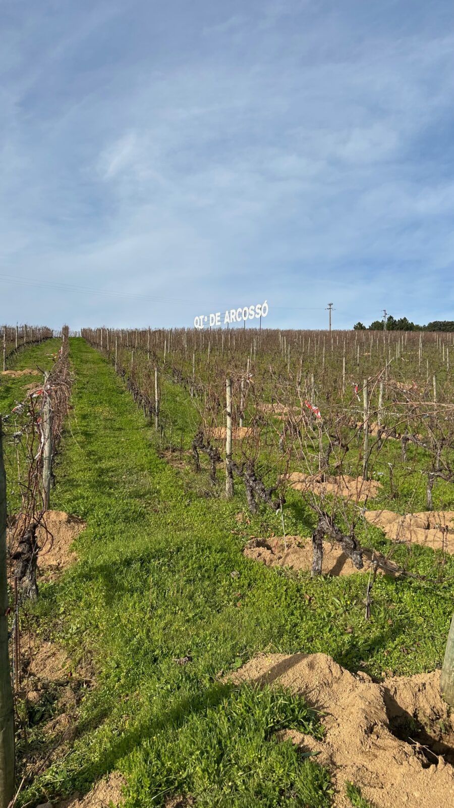 VirguWines