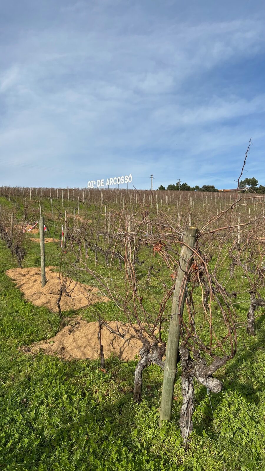 VirguWines